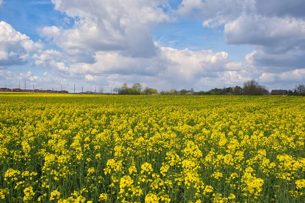 yellow blooming rapeseed field with blue cloudy sky, moving train in the background