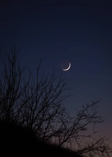 Tiro Vertical Uma Lua Céu Escuro Noite Através Galhos Árvores — Fotografia de Stock