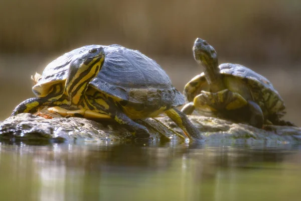 A closeup shot of turtles standing on a rock on a blurred background