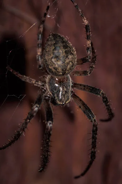 Örümcek Ağındaki Bulanık Arkaplandaki Örümceğin Yakın Plan Görüntüsü — Stok fotoğraf