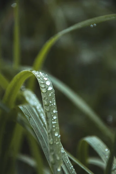 新鮮な緑の植物にいくつかの雨滴 — ストック写真