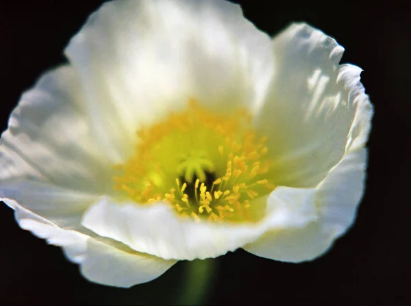 A selective shot of a white poppy flower under the sunlight in the garden