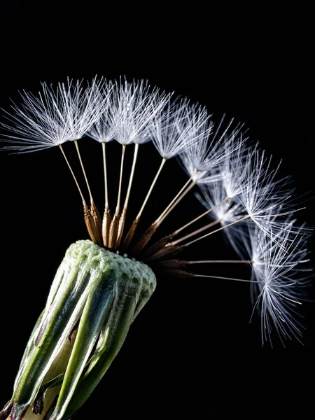 Closeup Shot Dandelion Blooming — Stock Photo, Image