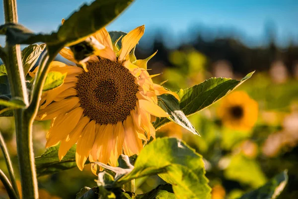 Eine Nahaufnahme Einer Sonnenblume Auf Einem Verschwommenen Hintergrund Des Feldes — Stockfoto