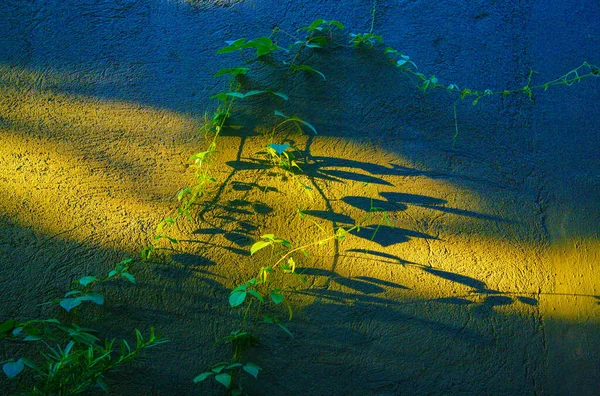 A closeup of the green plant against the concrete wall under sunlight.