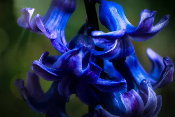 Närbild Hyacinthus Orientalis Park — Stockfoto