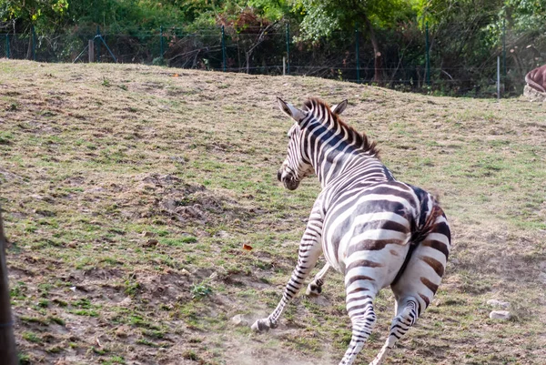 Zebra Runs Field — Stock Photo, Image
