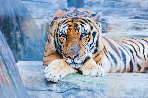 Primer Plano Del Hermoso Tigre Acostado Piedra Del Zoológico —  Fotos de Stock