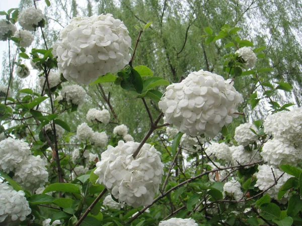 Растения Белыми Цветами Парке Бэйхай Пекин Китай — стоковое фото