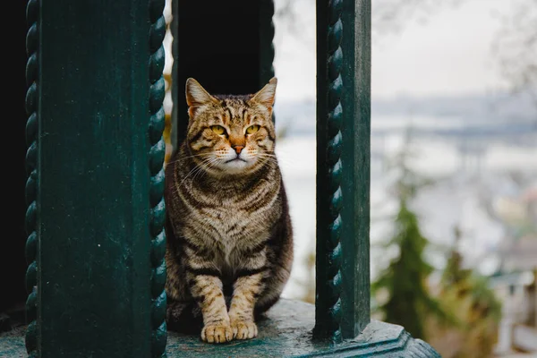 Вертикальний Знімок Красивого Кота — стокове фото