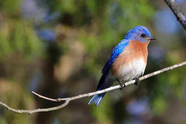 Primer Plano Bluebird Otoñal Posado Sobre Árbol Cortado —  Fotos de Stock