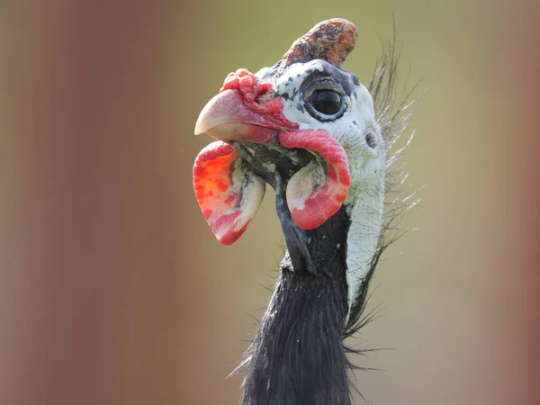 Close Shot Helmeted Guineafowl Its Natural Habitat Summer — Stock Photo, Image