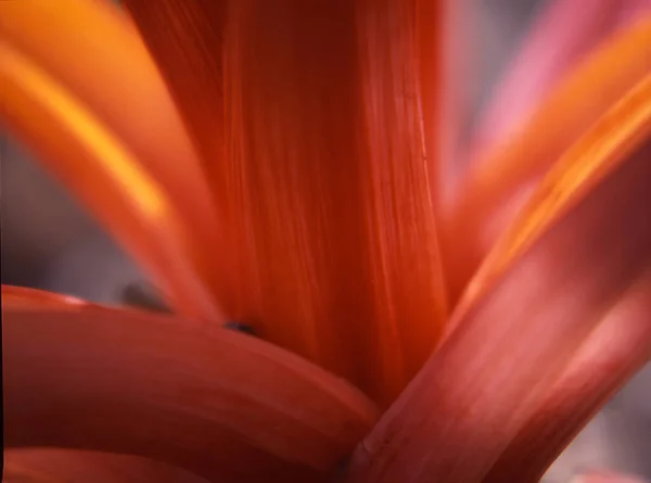 Tiro Seletivo Flor Bromélia Guzmania Com Pétalas Laranja Como Fundo — Fotografia de Stock