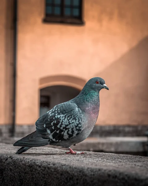 Detailní Záběr Holubice — Stock fotografie