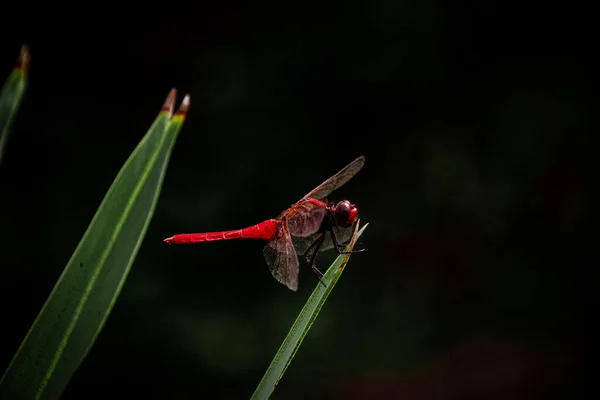 靠近一只红色脉络的蜻蜓 Sympetrum Fonscolombii 栖息在叶子上 — 图库照片