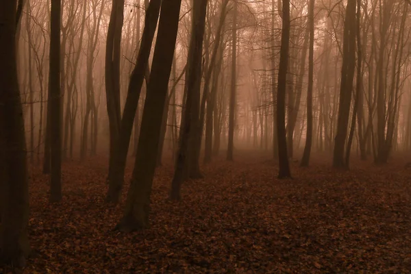 朝の霧の中で秋の森の美しいショット — ストック写真