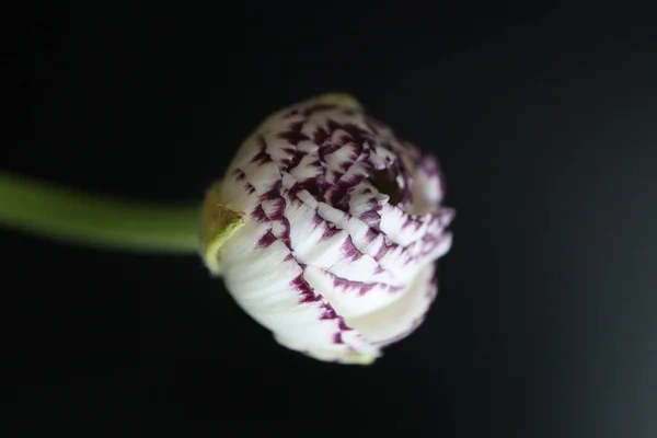 Eine Weiße Und Rosa Ranunculus Double Butterblume Auf Dunklem Hintergrund — Stockfoto