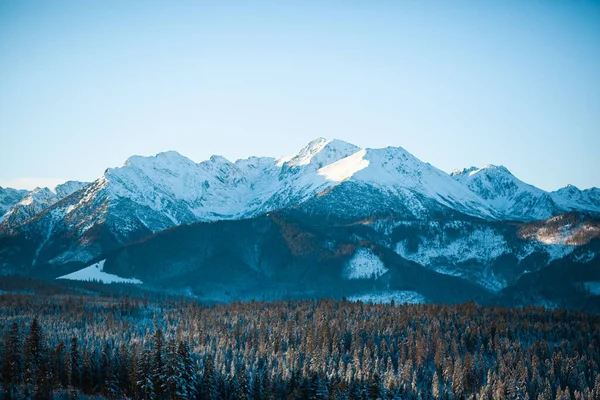 Een Prachtig Landschap Van Bossen Besneeuwde Bergen Ochtend — Stockfoto