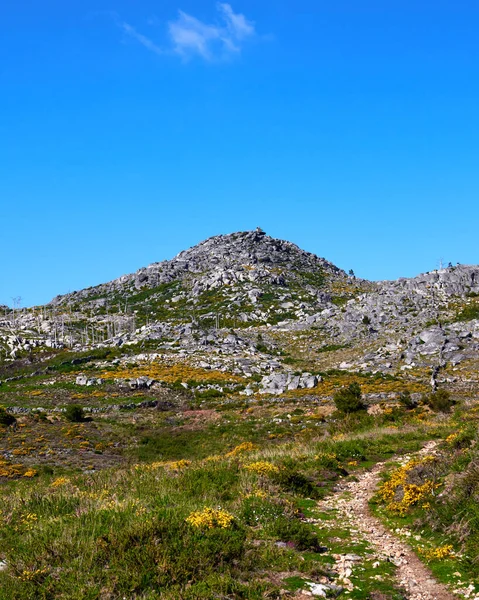 Plano Vertical Una Hermosa Pasarela Verde Montaña Arouca Portugal — Foto de Stock