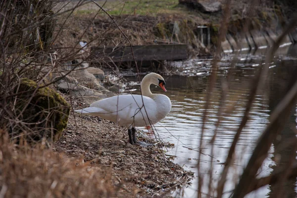 Ein Weißer Schwan Seeufer — Stockfoto