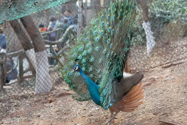 Красивая Индийская Торфяная Птица Открытым Хвостом Зоопарке — стоковое фото