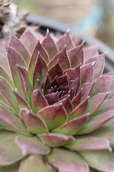 Eine Vertikale Aufnahme Einer Schönen Verjüngten Pflanze Einem Garten — Stockfoto