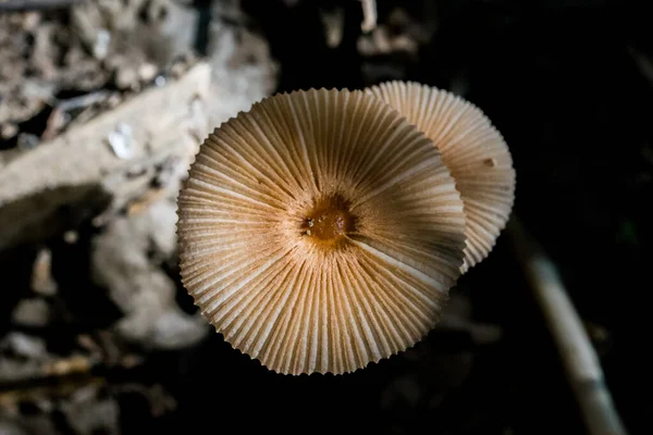 Macro Shot Grupo Pequeños Hongos Marrones Funghi Que Crecen Sotobosque — Foto de Stock