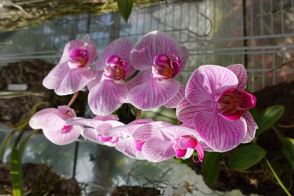 Tiro Seletivo Foco Orquídea Rosa Phalaenopsis — Fotografia de Stock