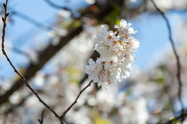 Весной Снимок Цветущей Сакуры — стоковое фото