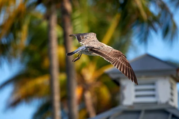 Eine Selektive Fokusaufnahme Eines Möwenvogels Der Die Palmen Fliegt — Stockfoto