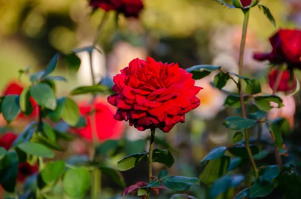 Rose Rosse Che Fioriscono Giardino — Foto Stock