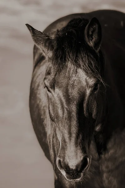 A vertical closeup of a black horse. Front view.