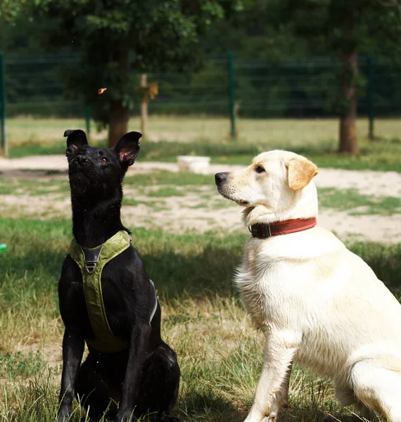 Funny Dogs Watching Flying Croquette Ready Eat Dog Park France — Stock Photo, Image
