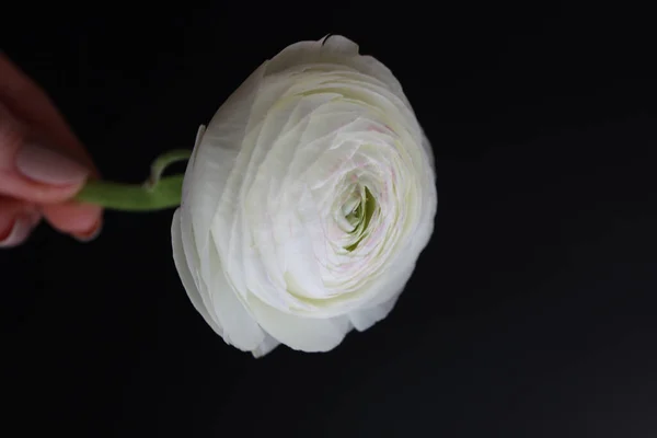 Vertical Shot Small Buttercup Ranunculus Isolated Black Background — Stock Photo, Image