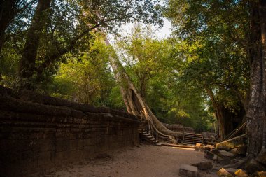 Asya 'daki tarihi Angkor Wat tapınağı yakınlarındaki bir ormanda yürüyen bir patika.