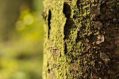 Ağaç kabuğunu parlak güneş ışığıyla kaplayan, bulanık yeşil arkaplanlı yosunların makro odak noktası.