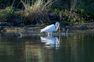 Suda yiyecek arayan büyük beyaz bir balıkçıl.