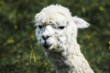 Güneşli bir günde, arka planda bulanık bir Huacaya alpaka kafasının yakın plan çekimi.