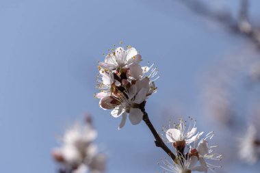 Beyaz çiçekli bir kayısı ağacının dalına yakın plan..