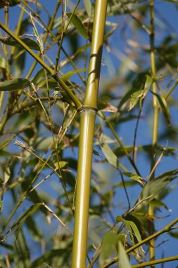 Bulanık bir arka planda bambu bitkisinin güzel bir manzarası