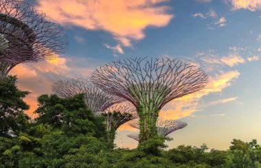 Singapur 'da günbatımında Supertree Grove bahçesinin güzel bir manzarası