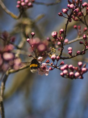 Bulanık bir arka planda kiraz çiçeği (sakura) tomurcukları üzerinde döllenen bir arıya dikey yakın çekim