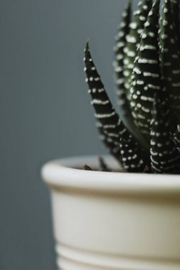 Büyülü bir haworthia 'nın (Haworthiopsis fasciata) beyaz bir tencerede iç mekan olarak dikey çekimi