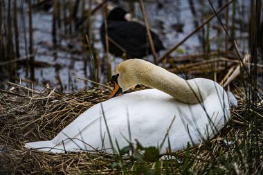 Bulanık bir arkaplanda yuvadaki bir kuğunun yakın plan çekimi.