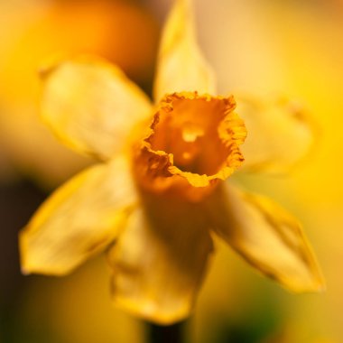 Genişlemiş sarı narsisli çiçeğin yakın plan görüntüsü bulanık arkaplanda izole edilmiş.