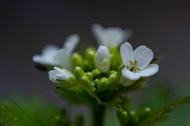 Bulanık bir arkaplanda Cardamine flexuosa 'nın yakın çekimi