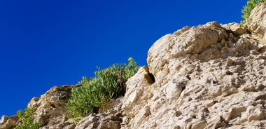 Açık mavi bir arka planda, kayaların üzerindeki yeşil çimlerin alçak açılı görüntüsü.