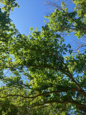 Arka planda mavi bulutsuz gökyüzü olan yeşil ağaç yaprakları.