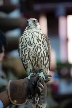 Eğitmenin eline konmuş bir şahinin dikey görüntüsü.