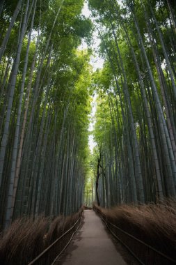 Bambu ormanındaki küçük yolun dikey görüntüsü.
